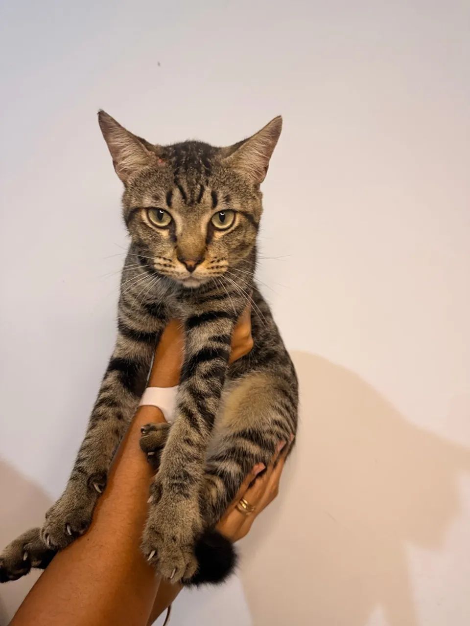Gato para adoção 