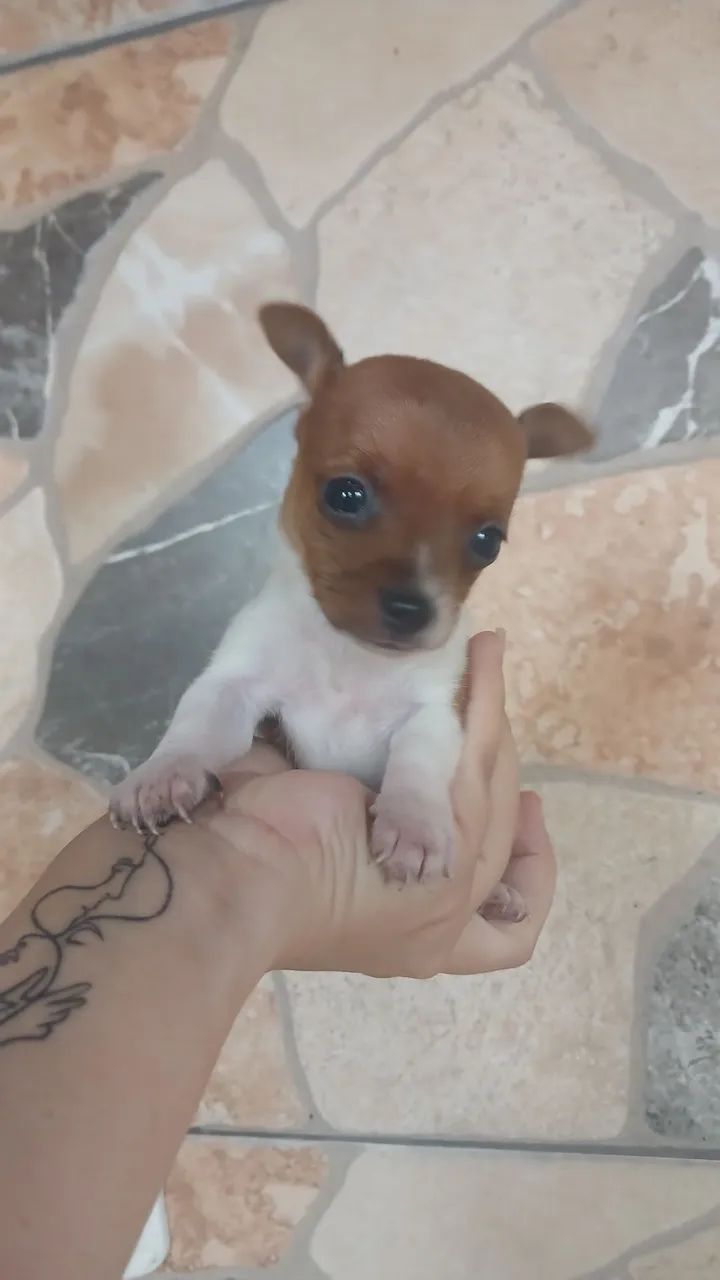 Pincher fêmea e 2 machos  - Foto 2