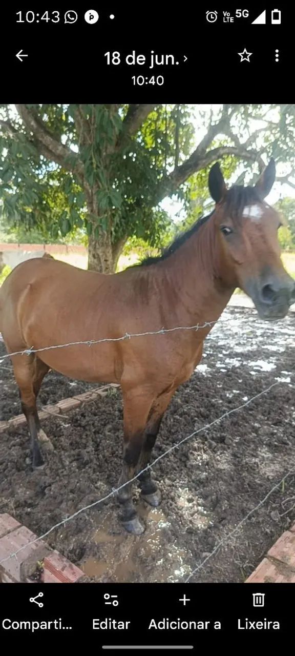 Cavalo petiço ? manso e bom de redea ótimo pra alegrar sua criança cavalo de confiança  - Foto 4