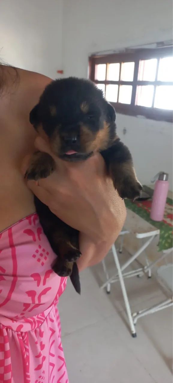 Filhotes de Rotweiller  - Foto 3