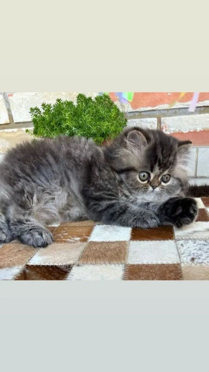 Gato  - Foto 3