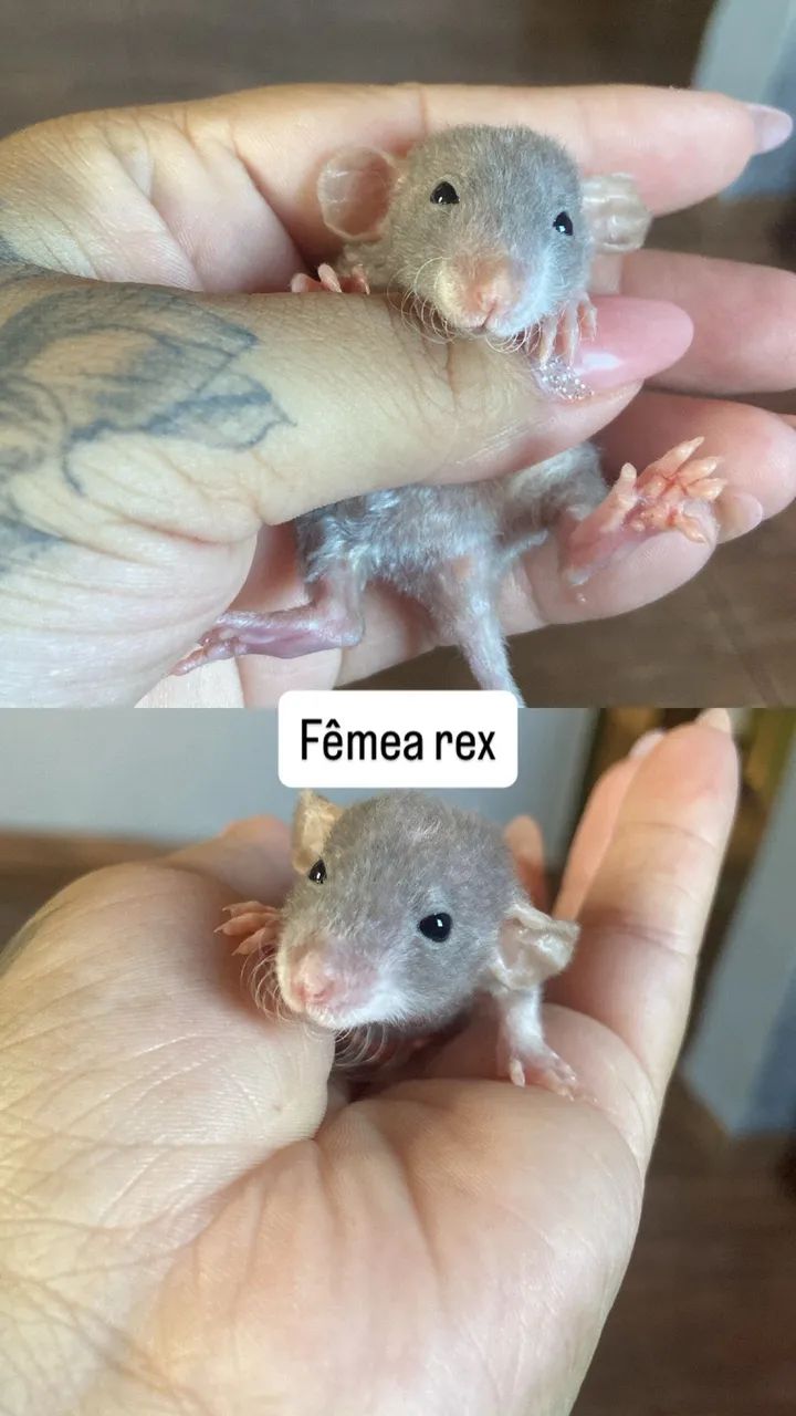 Ratos twster  - Foto 2