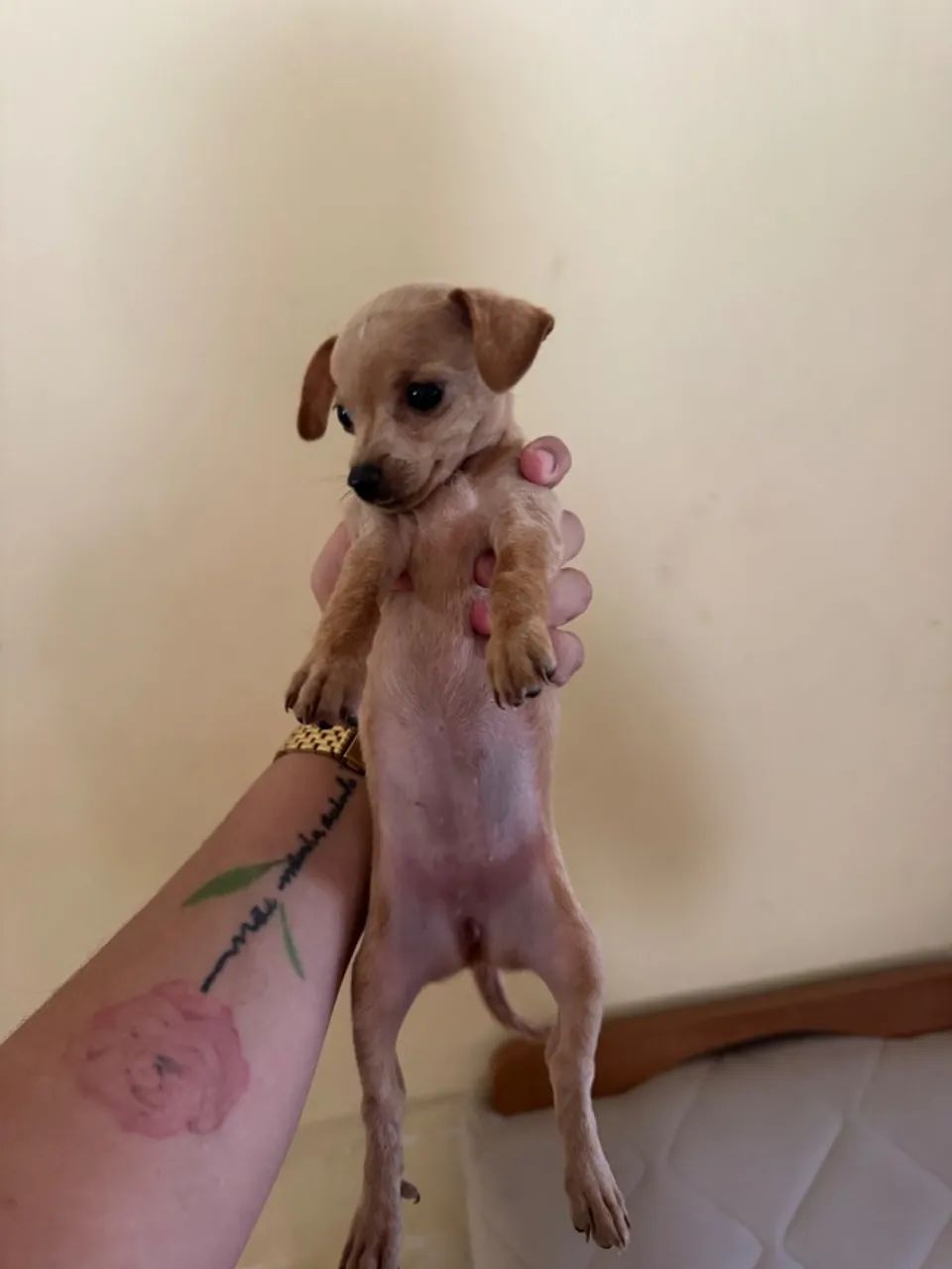 pinscher  - Foto 2