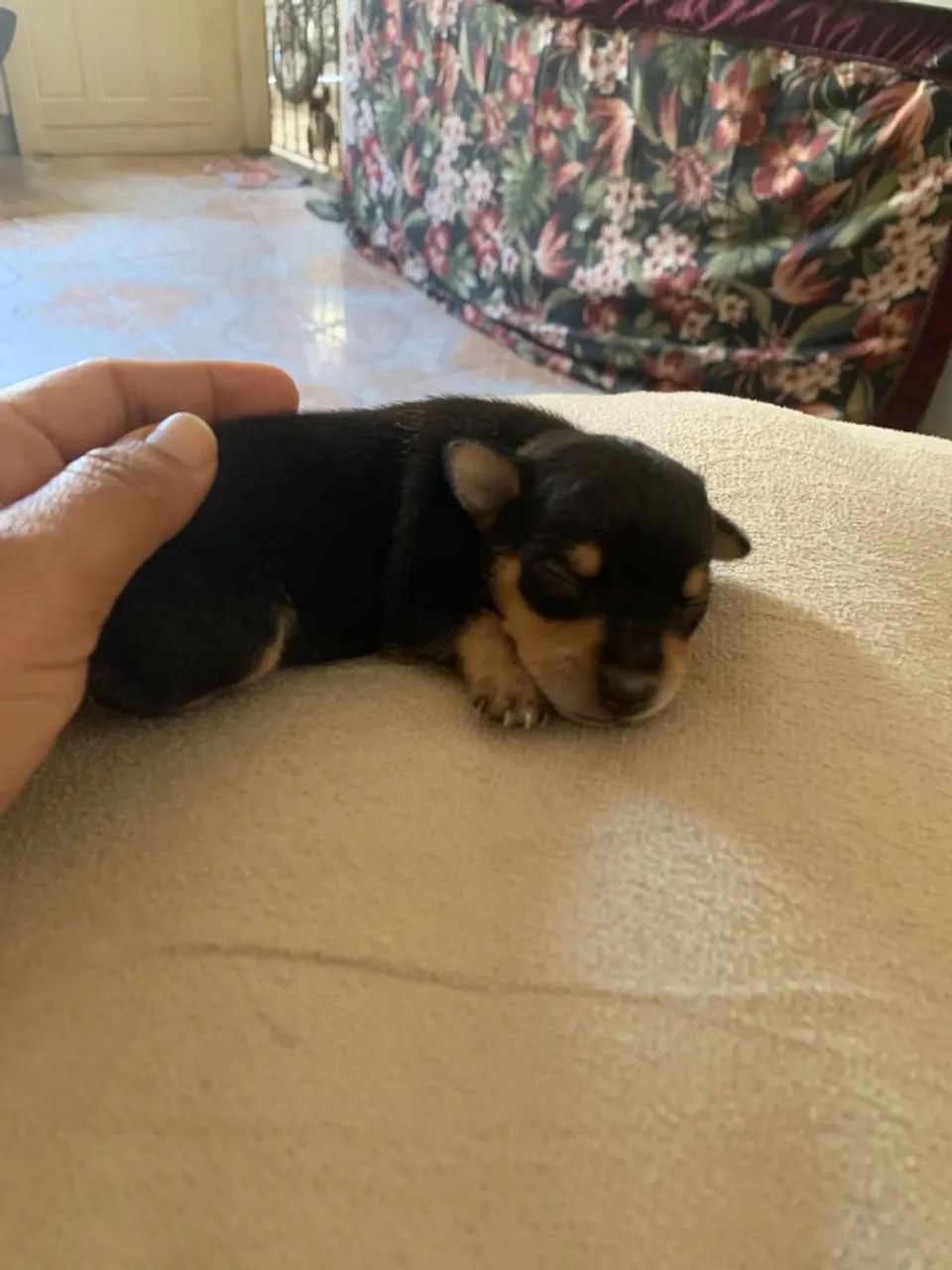 Cachorro  - Foto 2