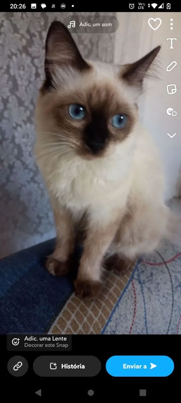 Gatinhos  - Foto 5