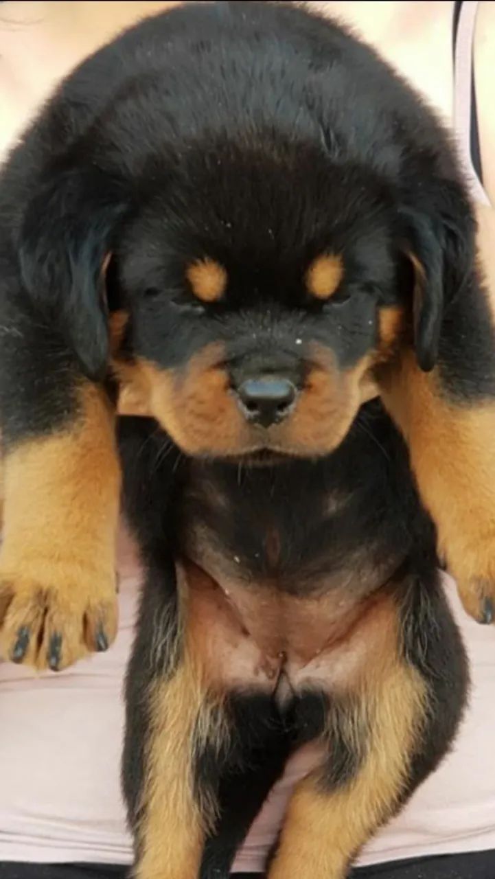 Rottweiler alemão big  - Foto 5