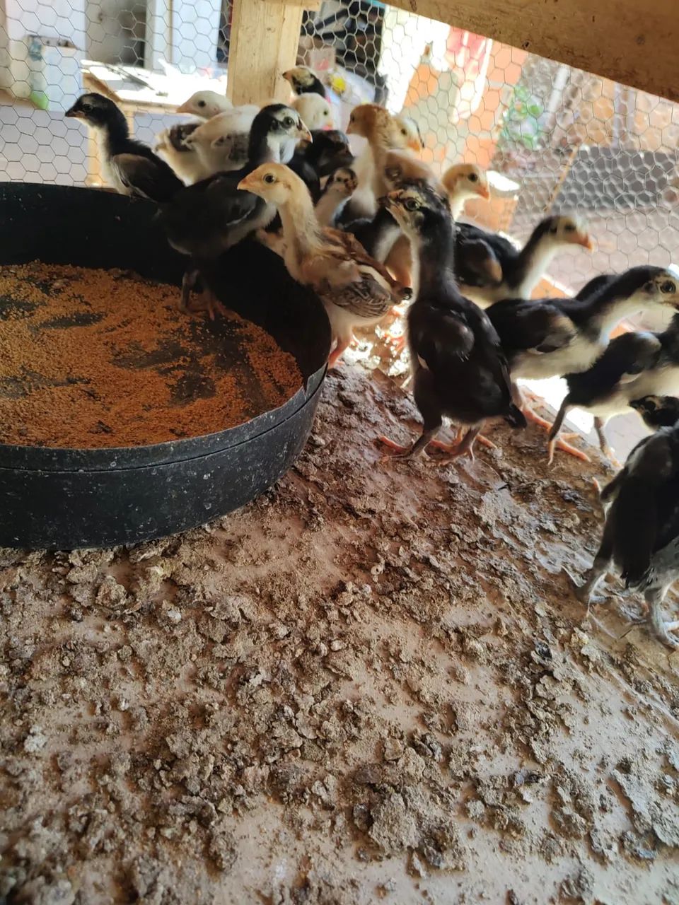 Franguinhos índio puros  - Foto 2