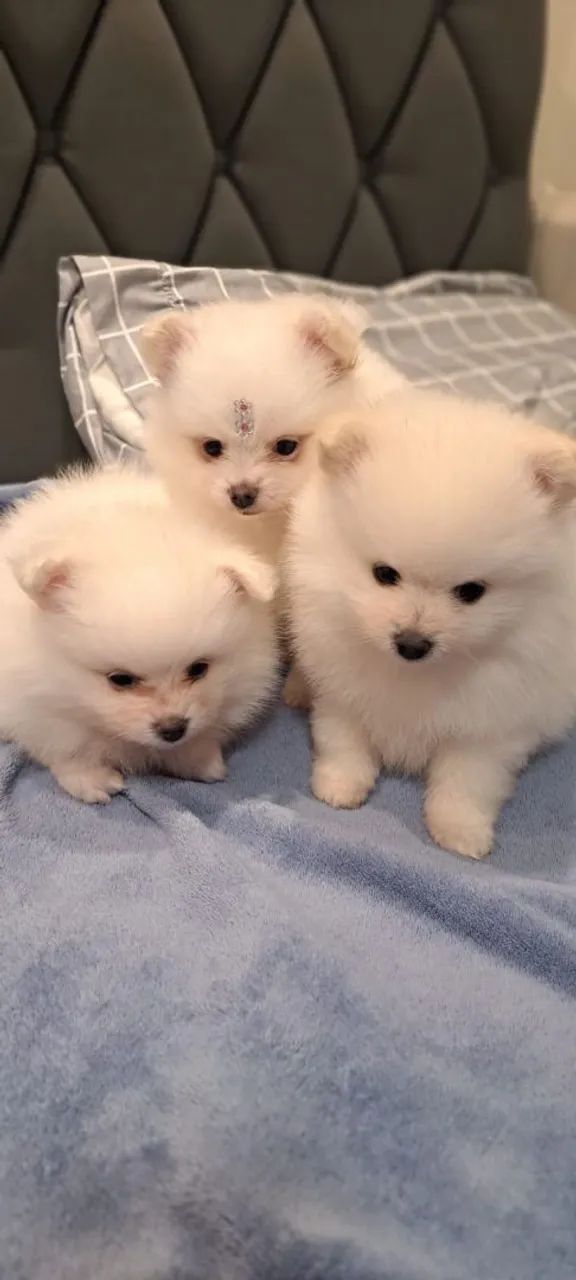 filhotes cachorro  Spitz alemão 