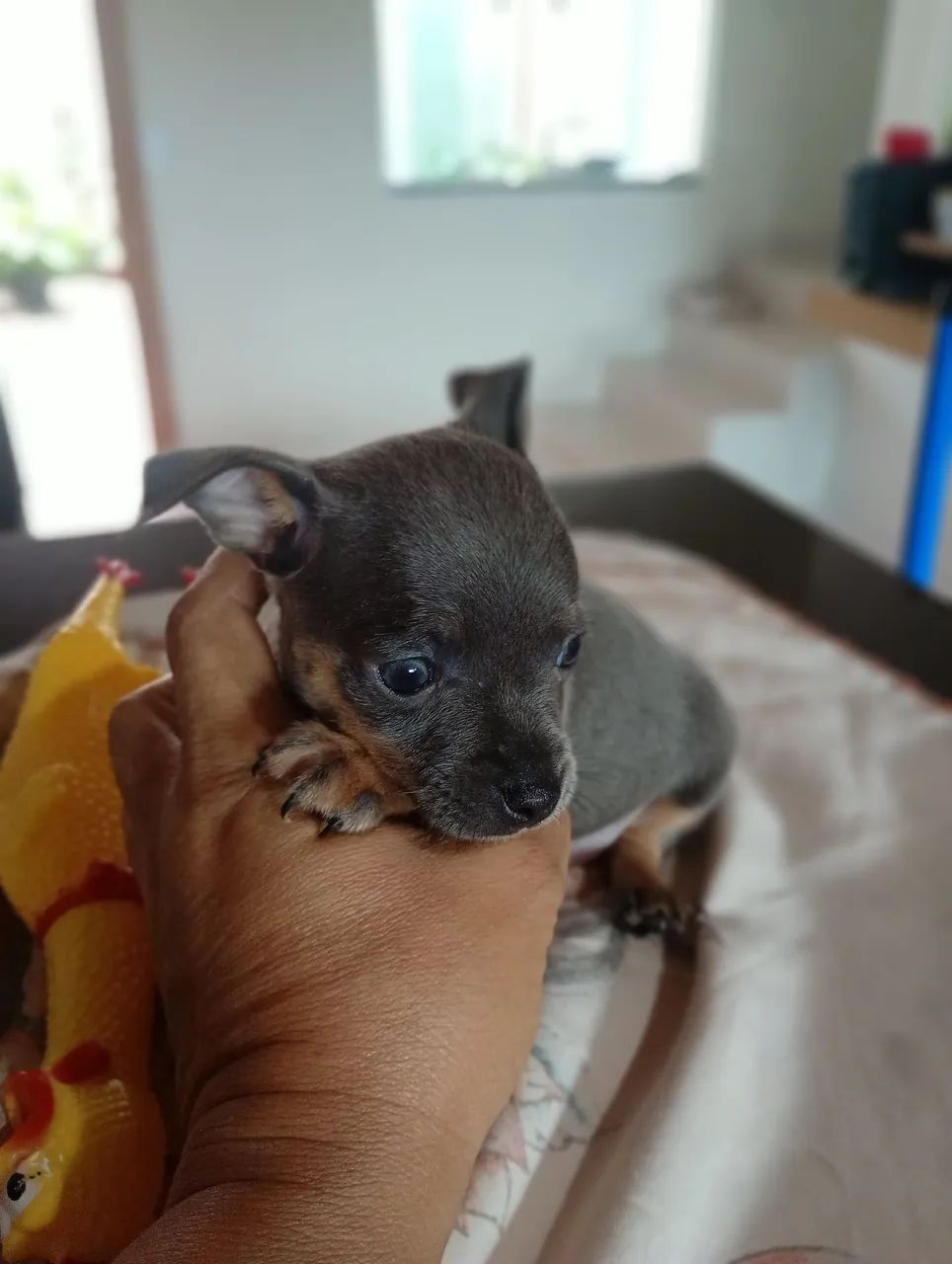 Pinscher 1