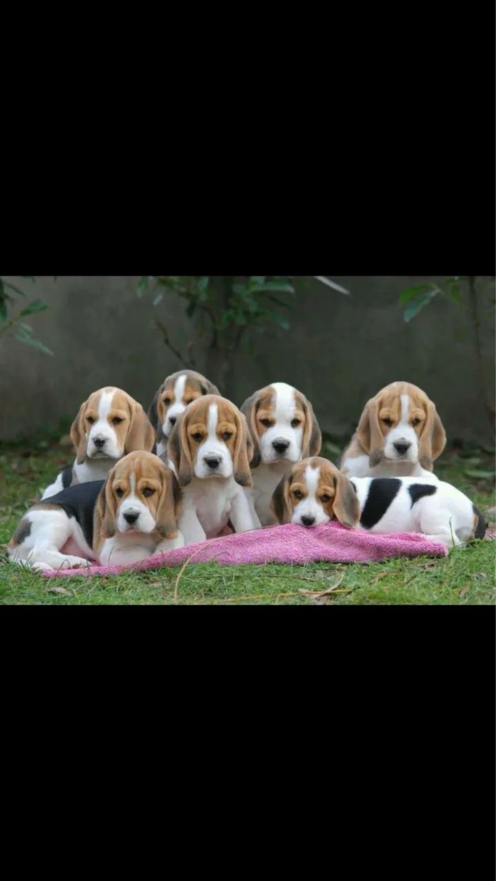 Beagles disponíveis 
