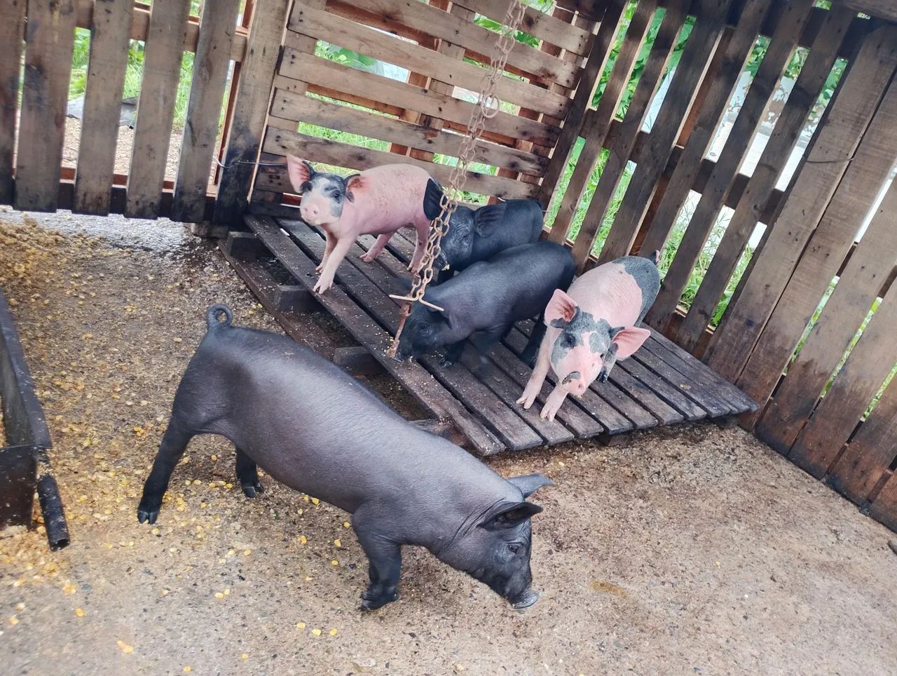 PORCO LEITAO CAIPIRA  - Foto 5