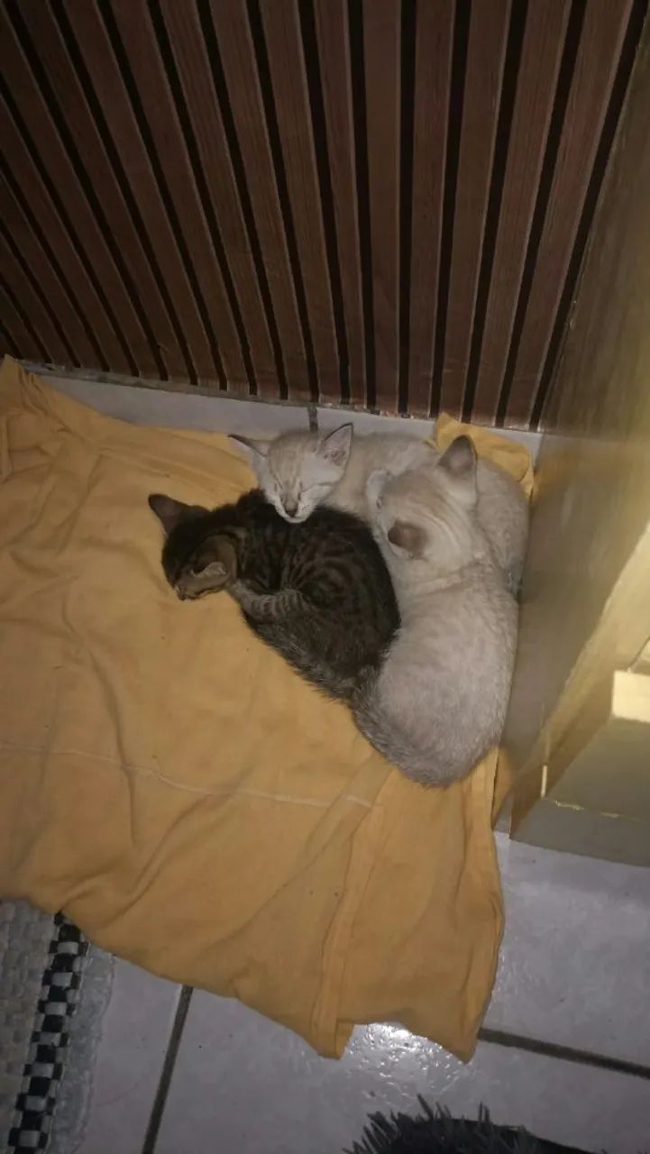 Adoção responsável  - Foto 2