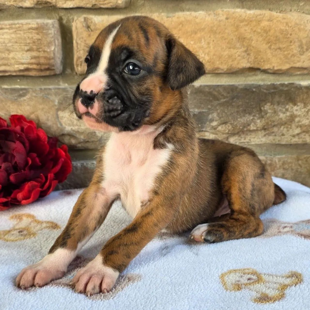 Boxer: Um parceiro forte 