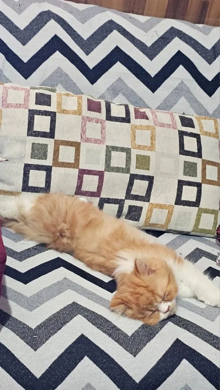 Gato Persa ( macho) - Foto 4