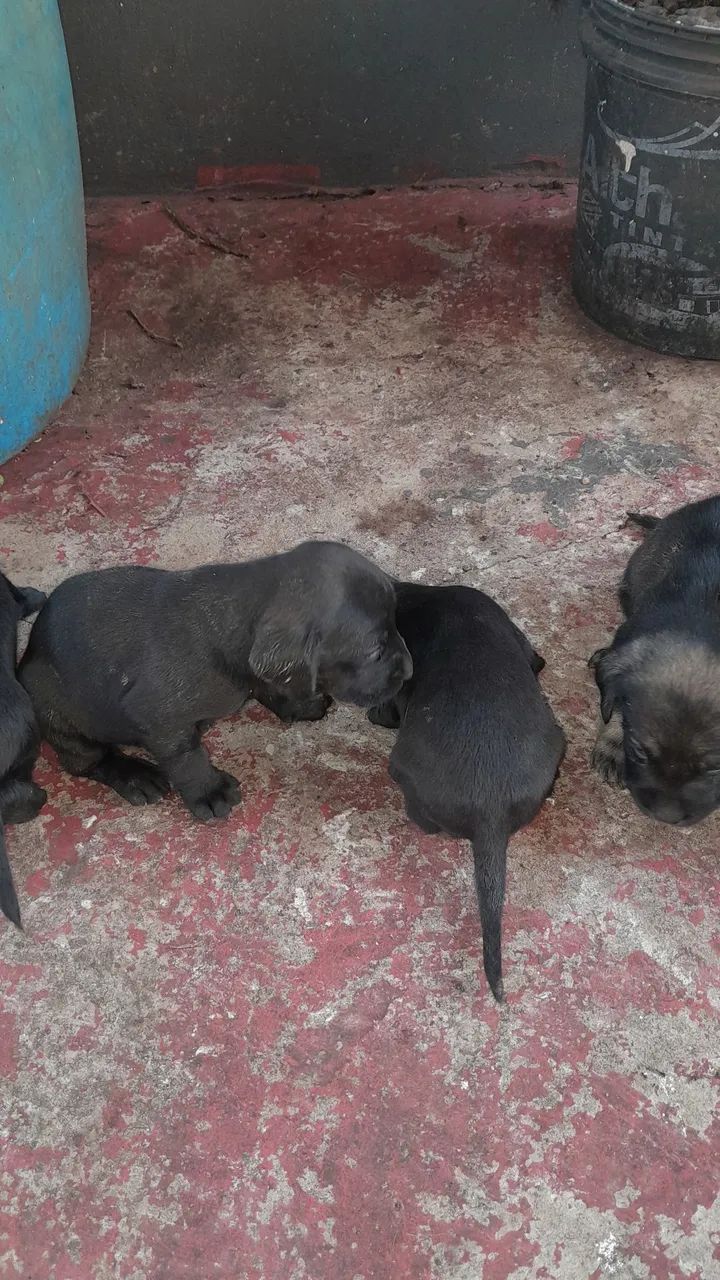 Doação de filhotes - Foto 2