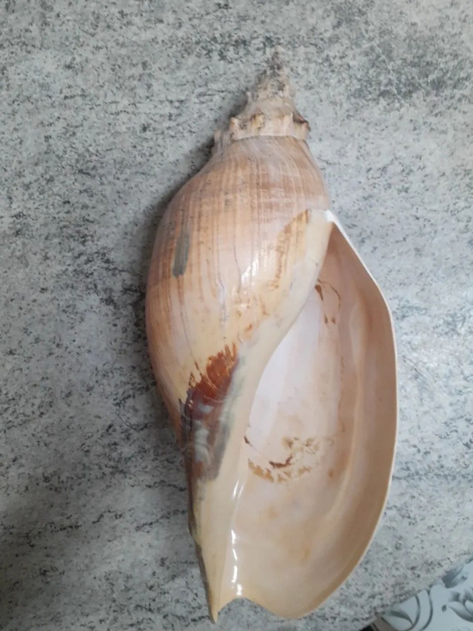 CONCHA NATURAL GIGANTE  - Foto 2