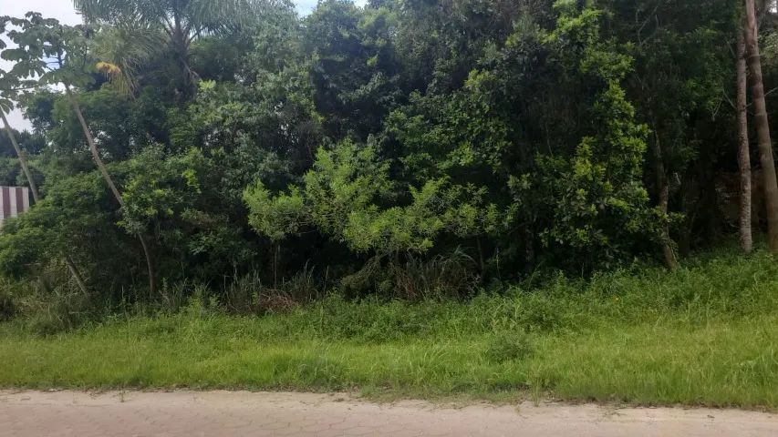RARIDADE NO MARISCAL  - Foto 2
