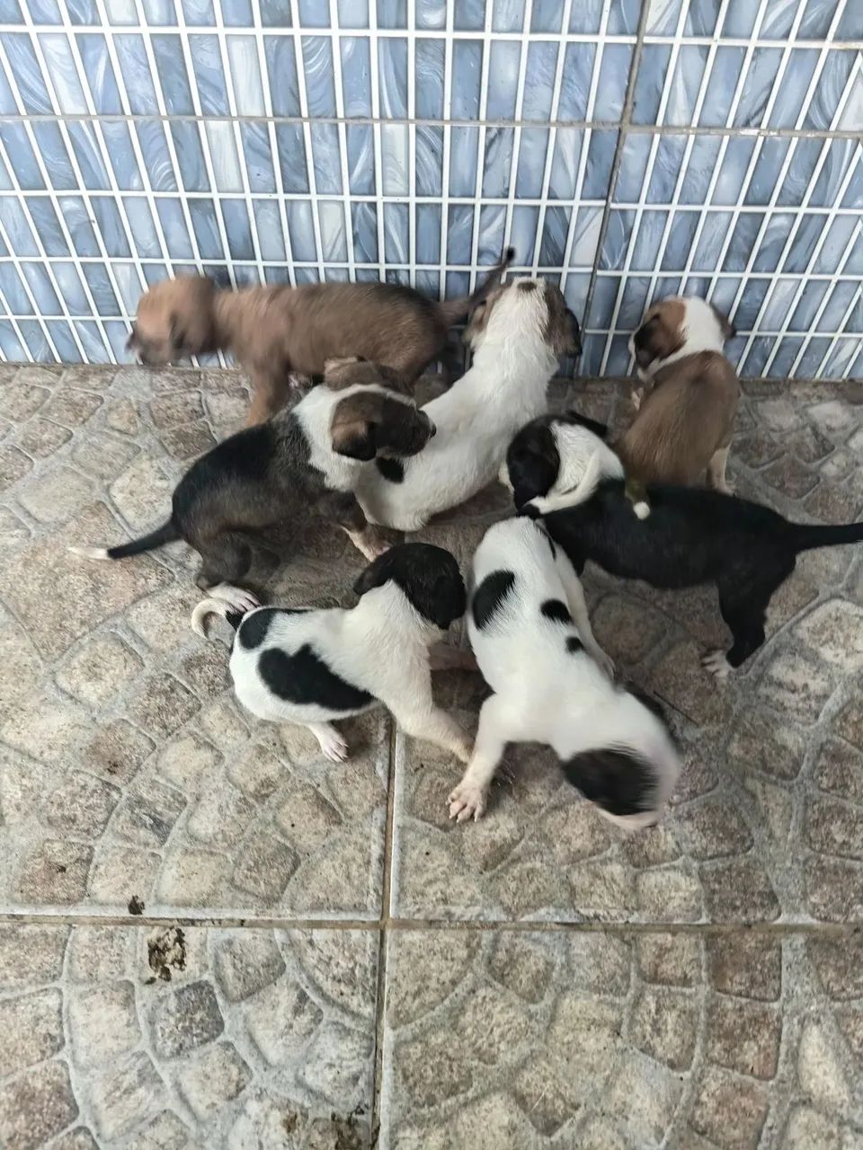 Cachorrinhos - Foto 2