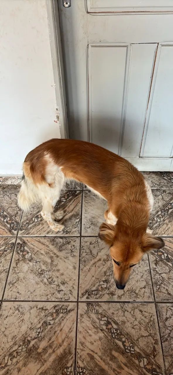 Cachorro - Foto 2
