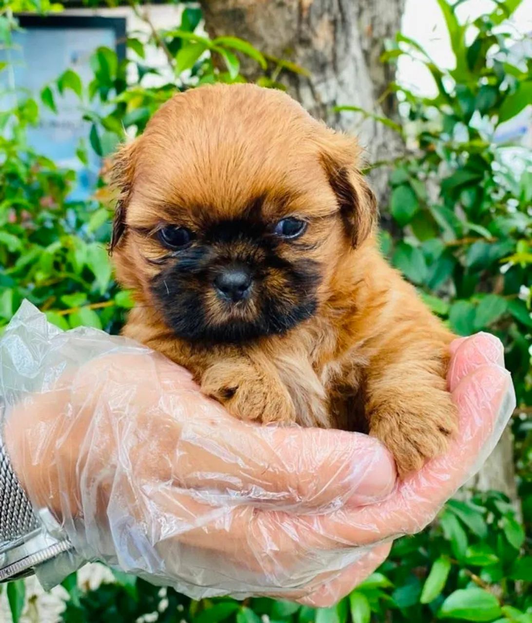 Shihtzu, vermifugado 