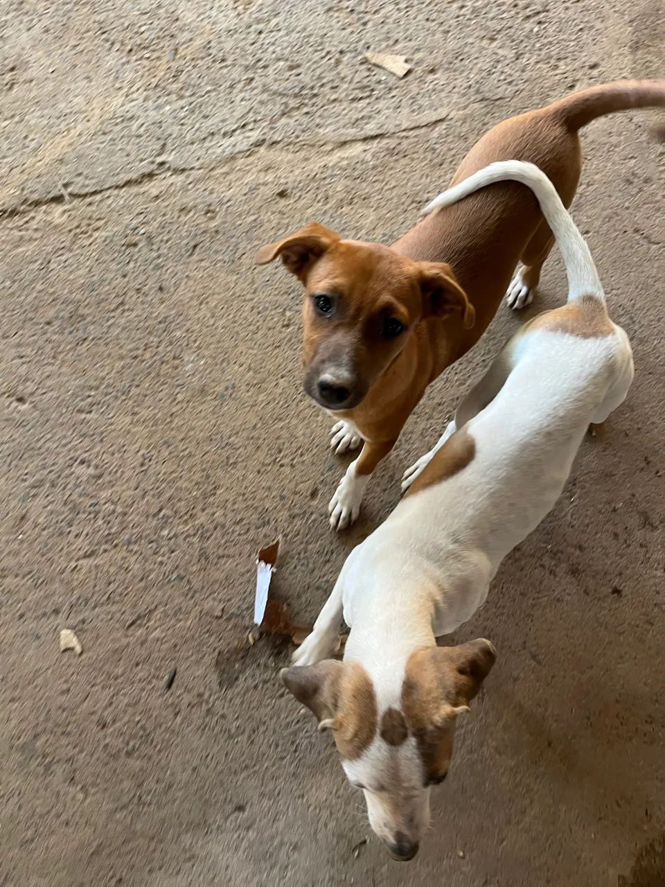 Cachorro para doação  - Foto 4