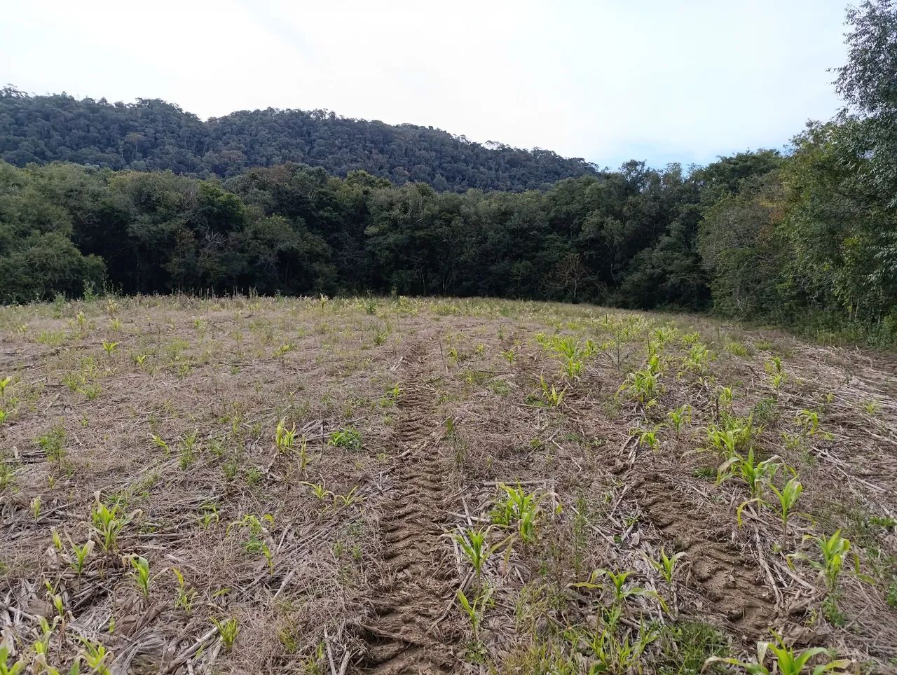 Chácara de 104.000m² divisa com Rio Negro - Foto 2