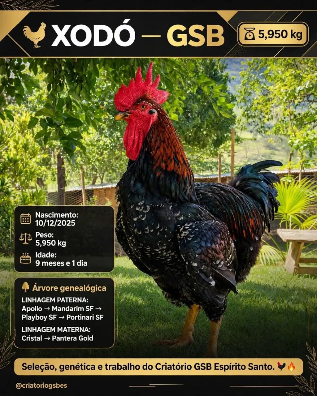 Ovos e pintinhos GSB 