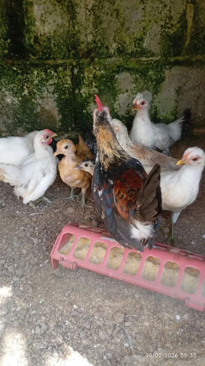 Garnisés - Galos, galinhas e pintinhos. - Foto 6