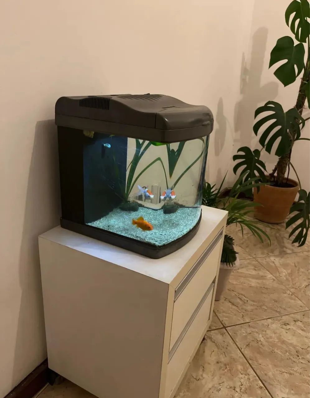Aquário curvado+ filtro+iluminação 