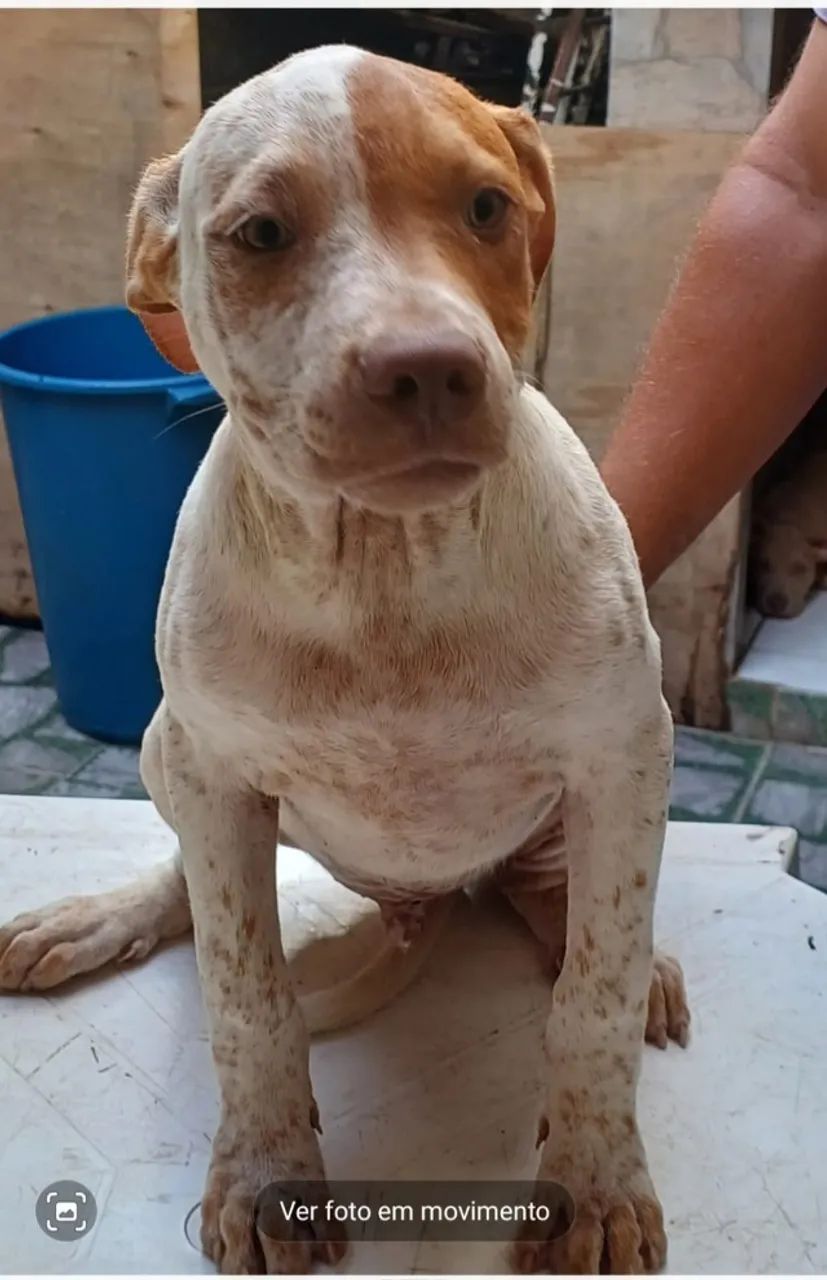 Animais