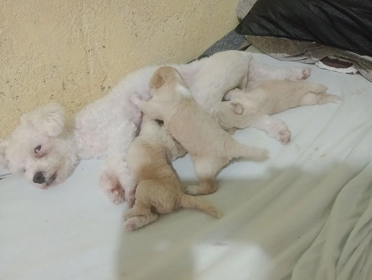 Cachoros - Foto 3