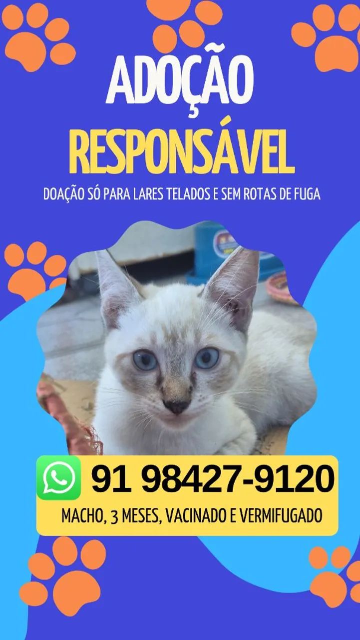 Adoção Responsável de Gatinhos