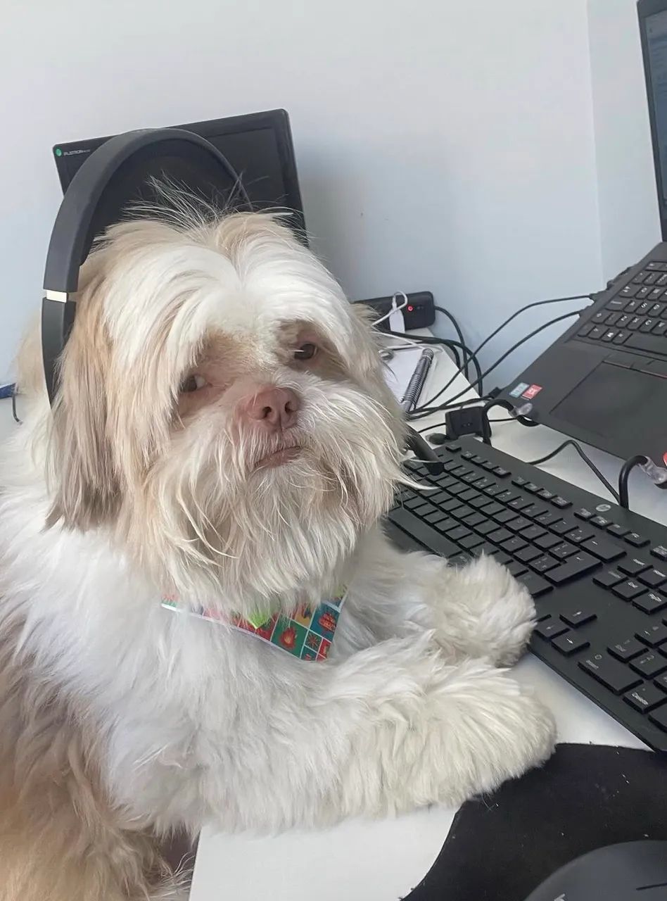 Shih Tzu Fígado - Foto 2