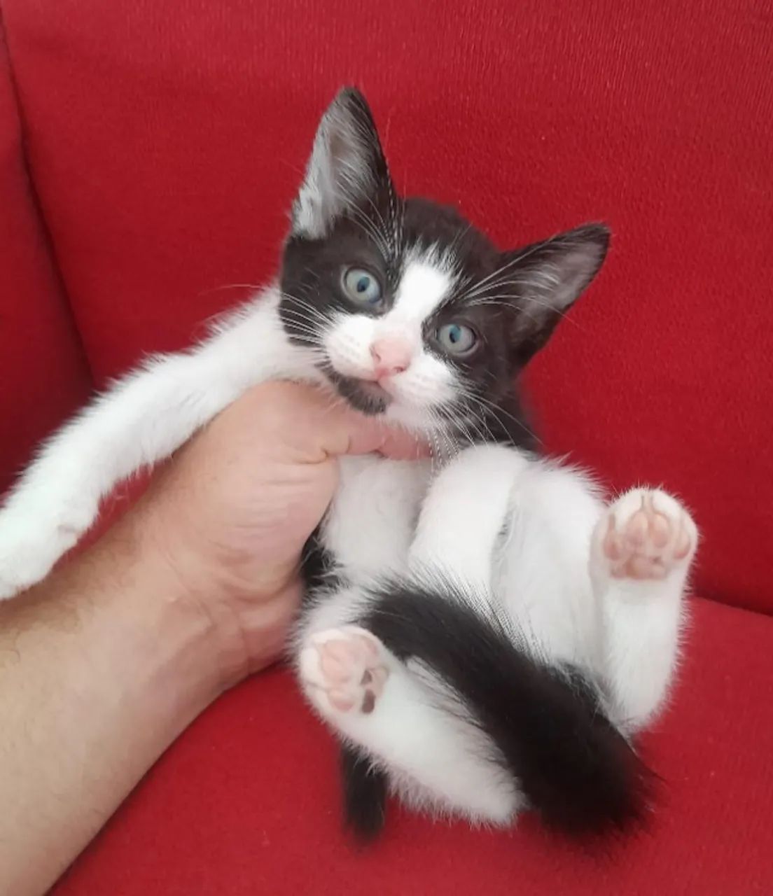 Gato para adoção  - Foto 2