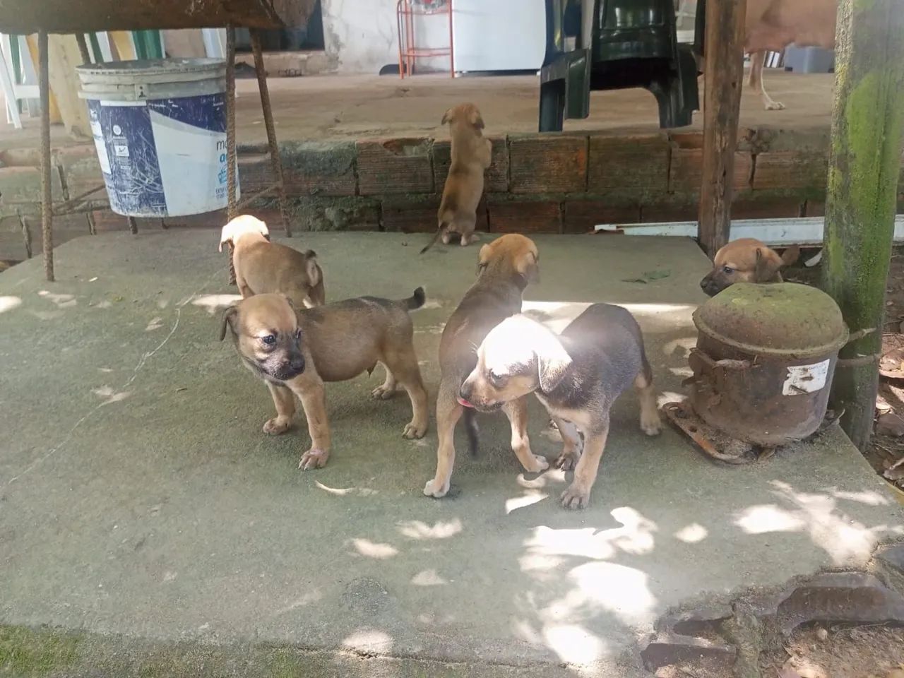 Doguinhos com 1 mês machos  - Foto 3