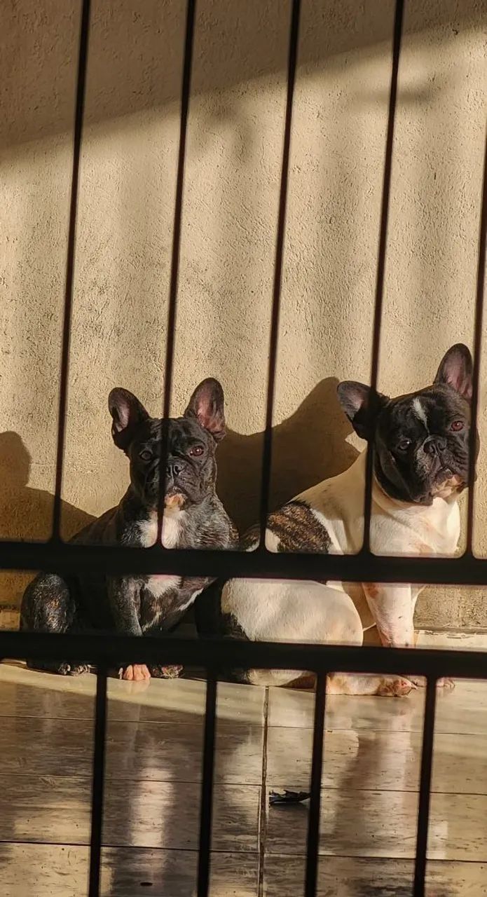 Buldogue francês  - Foto 6