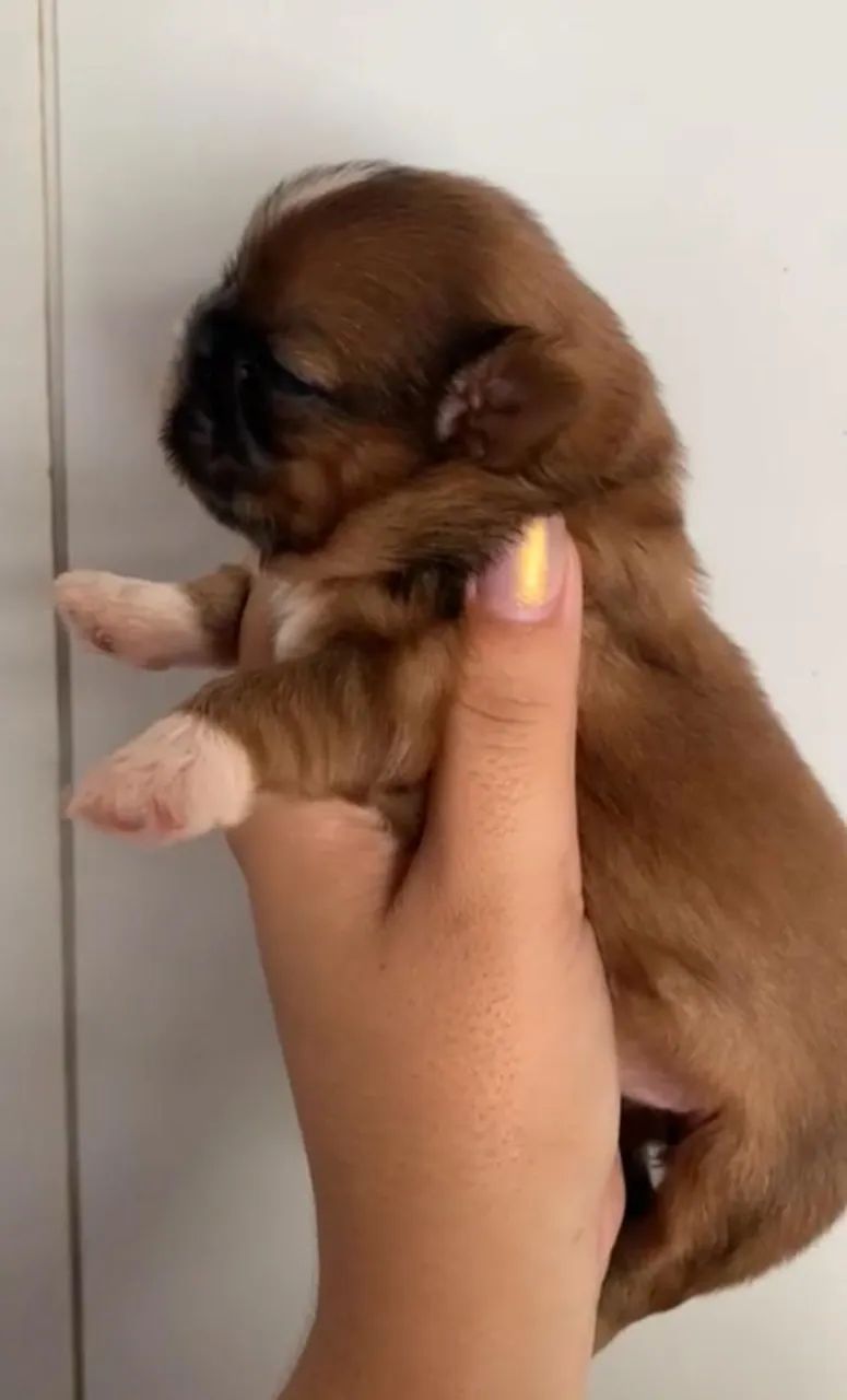 Shitzu macho mini - Foto 2