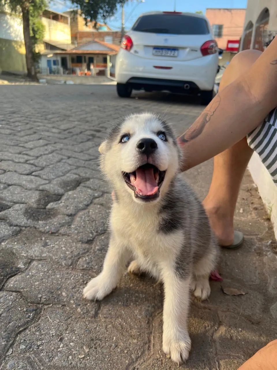 Husky Siberiano Macho | Vacinado | Lindo Filhote | R$ 1.200 - Foto 4