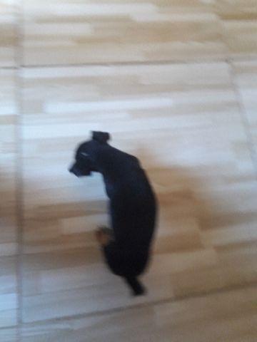 Pinch 1 femea