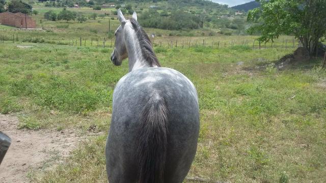 Égua quarto de milha linhagem de corrida