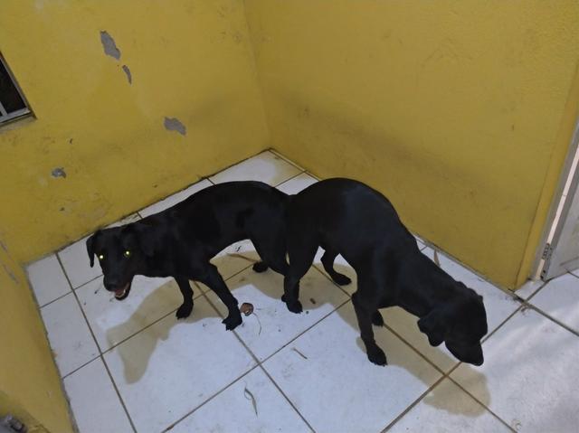 Vendo e aceito proposta garanta o seu e ajende - Foto 5