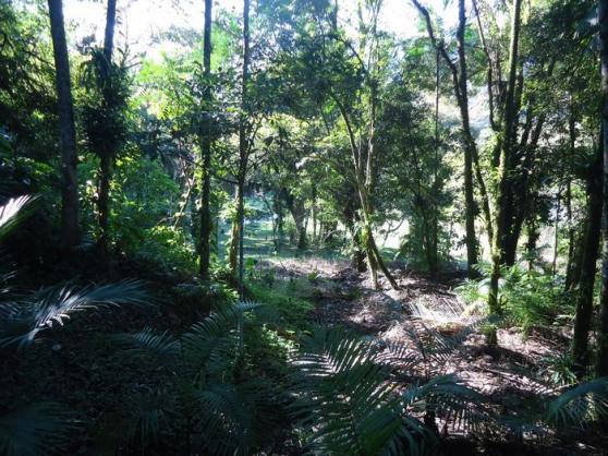 Chácara à venda em Pirabeiraba, Joinville cod:18298N - Foto 20