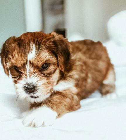 Lhasa apso macho - Foto 2