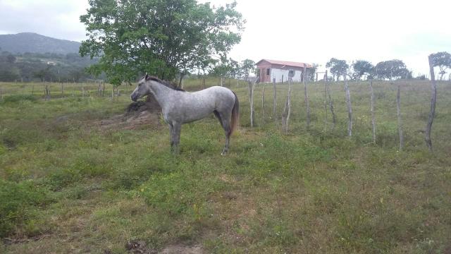 Égua quarto de milha linhagem de corrida - Foto 4