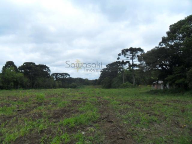 Terreno, Roseira, São José dos Pinhais-PR - Foto 9