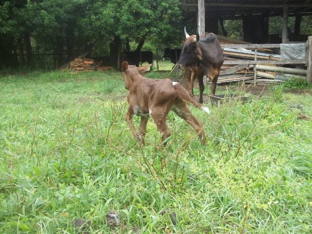 3 Novilhas Red prenhas e uma com cria ao pé - Foto 5