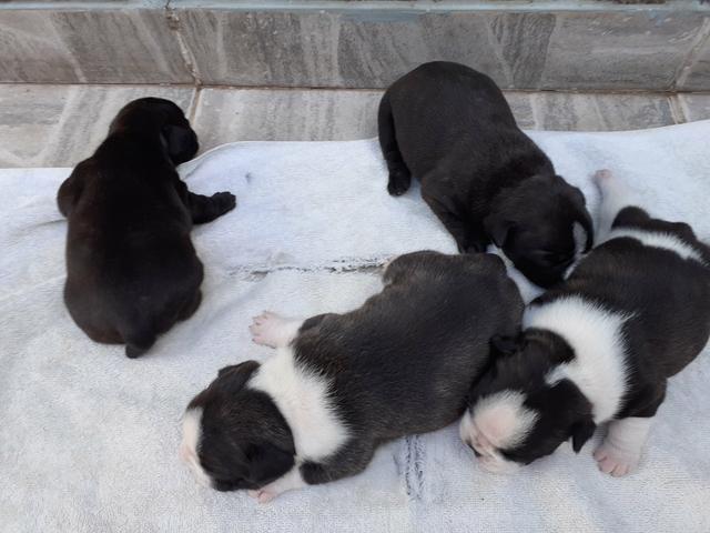 Vendo filhote de bulldog francês - Foto 3