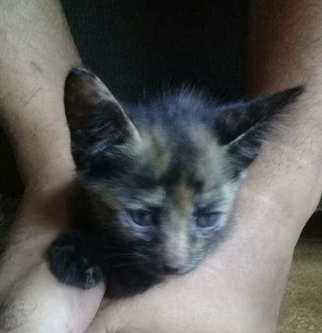 Doação De Filhotes De Gato - Foto 3