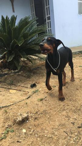 Filhote de Doberman - Foto 2
