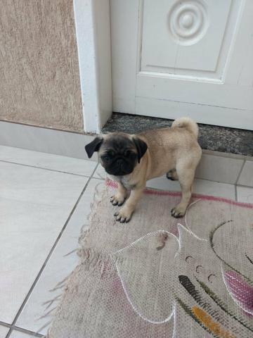 Linda filhote de Pug (raça pura) FÊMEA - Foto 3